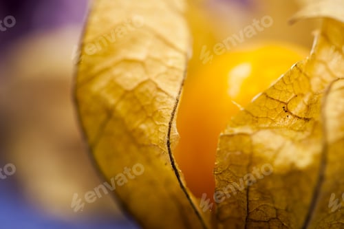 Preview: Macro Photography Of Physalis Peruviana Fruit