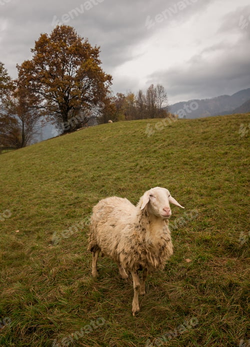 Preview: Sheep On The Meadow On A Cloudy Day.