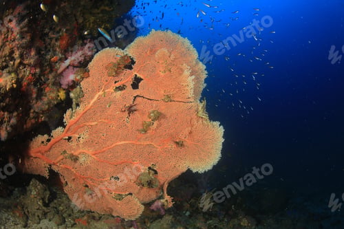 Preview: Coral Fish Underwater Ocean