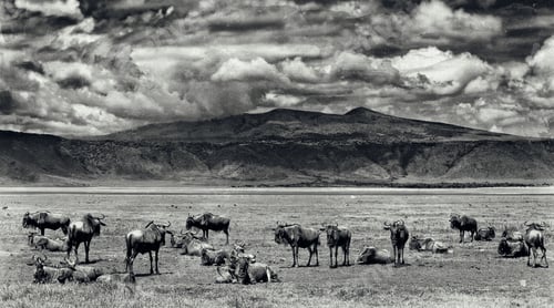 Preview: Vintage Style Black And White Image Of Wildebeests In The Ngorongoro Crater, Tanzania