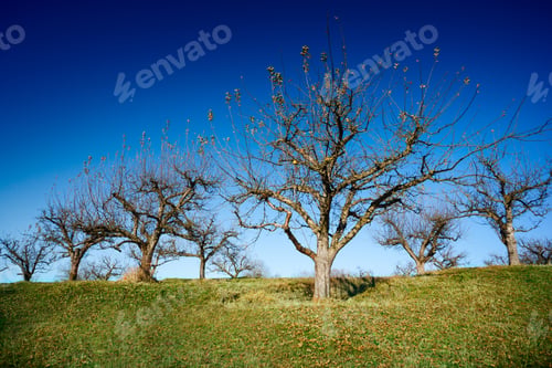 Preview: Orchard With Empty Trees In The Late November, After All The Fruits Have Been Harvested