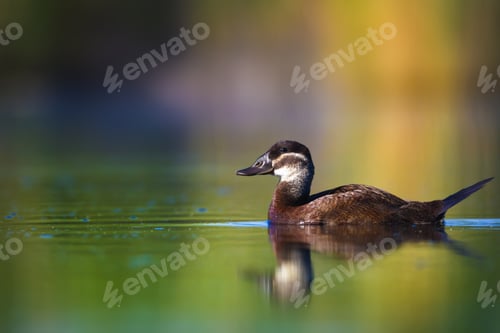 Preview: Swimming Duck. Colorful Nature Background. Bird: White Headed Duck. Oxyura Leucocephala.