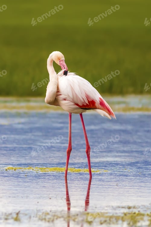 Preview: Flamingo And Nature Habitat. Blue Green Nature Background. Bird: Flamingo Greater Flamingo