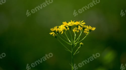 Preview: On The Meadow In Spring