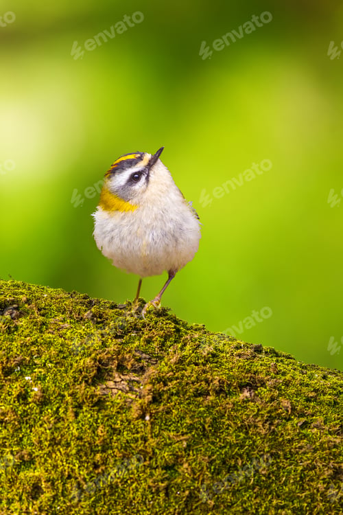 Preview: Cute Little Bird. Green Nature Background.