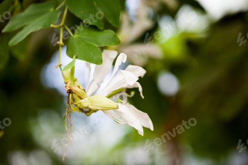 Preview: Bauhinia Grandiflora A. Juss In Botanical Garden In Balchik, Bulgaria
