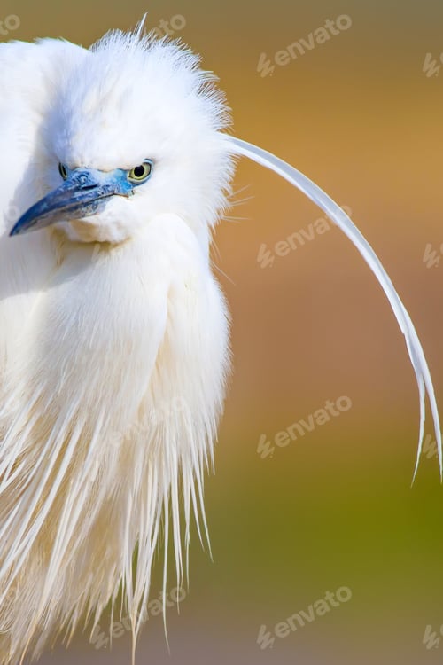 Preview: Cute White Bird. Heron. Nature Background.