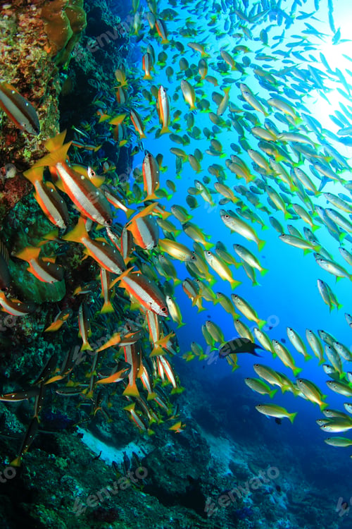 Preview: Yellow Snapper Fish