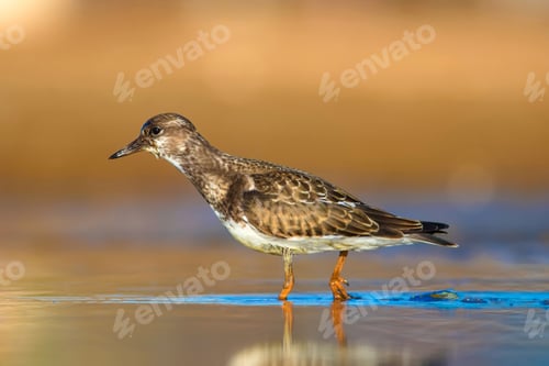 Preview: Cute Water Bird. Common Bird Ruddy Turnstone. Colorful Nature Background. Bird: Ruddy Turnstone