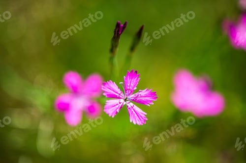 Preview: Random Color Summer Flowers In Green Meadow Under The Sun With Blur Background