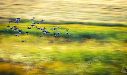 Preview: Tranquil Field with Birds in Flight