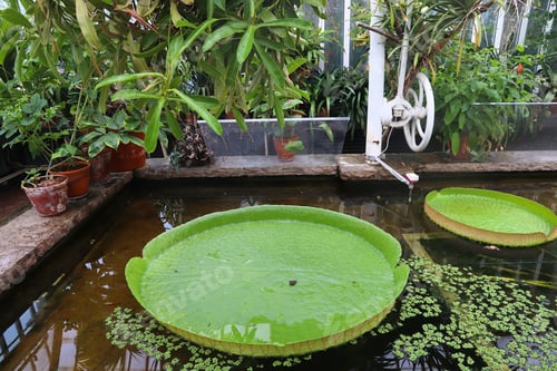 Preview: Gothenburg Botanical Garden Greenhouse. Gothenburg City, Sweden.