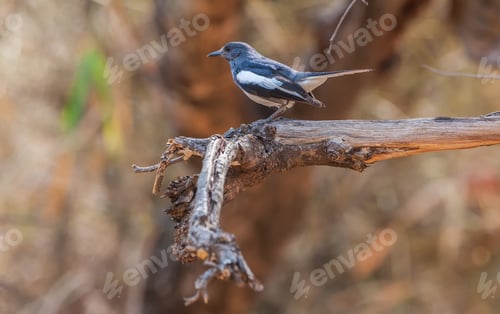 Preview: Small Bird In Bandhavgarh National Park, India
