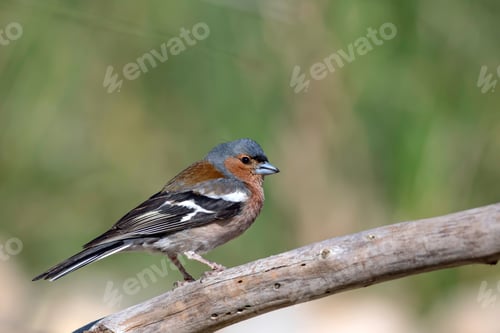 Preview: Cute Bird Common Chaffinch. Green Nature Background. Fringilla Coelebs.