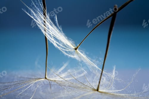 Preview: Dandelion Seeds With Details And Reflexion