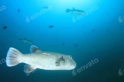 Preview: Puffer Fish