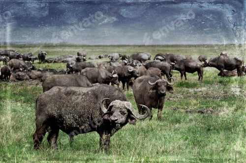 Preview: Vintage Style Image Of An African Buffalo Herd In The Ngorongoro Crater, Tanzania