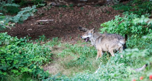Preview: Gray (Or Grey) Wolves (Canis Lupus) In The Bayerischer Wald National Park In Bavaria, Germany.