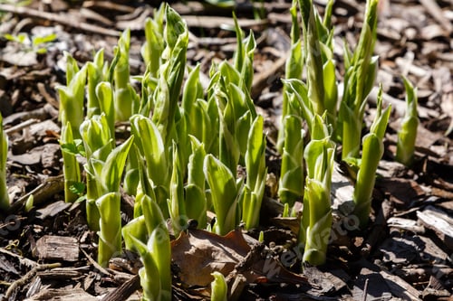 Preview: Hosta Is A Genus Of Plants Commonly Known As Hostas, Plantain Lilies. Hosta In Spring Garden.