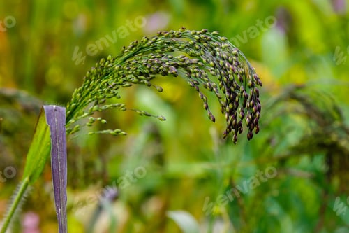 Preview: Panicum Virgatum In Garden. Ornamental Grasses In The Garden
