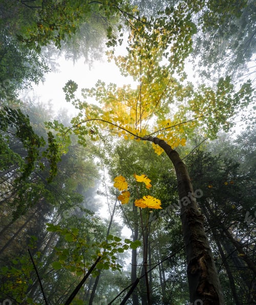 Preview: Enchanted Forest In Autumn