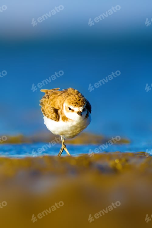 Preview: Cute Bird Plover. Blue Sea And Yellow Sand Nature Background. Kentish Plover Charadrius Alexandrinus