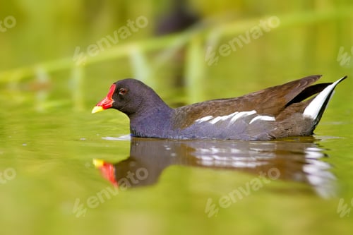 Preview: Nature And Bird. Cute Colorful Water Bird. Lake Habitat And Green Nature Background. Bird: Common