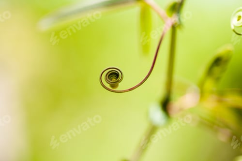 Preview: Passion Flower (Passiflora Incarnata) With Details