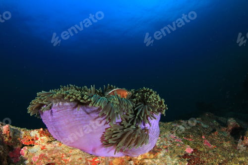 Preview: Sea Anemone