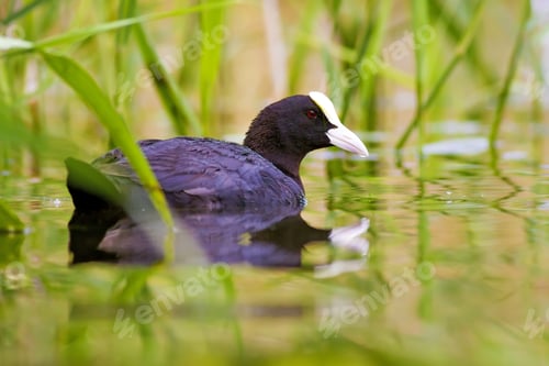 Preview: Common Water Bird. Green Water Habitat Background. Bird: Eurasian Coot. Fulica Atra.
