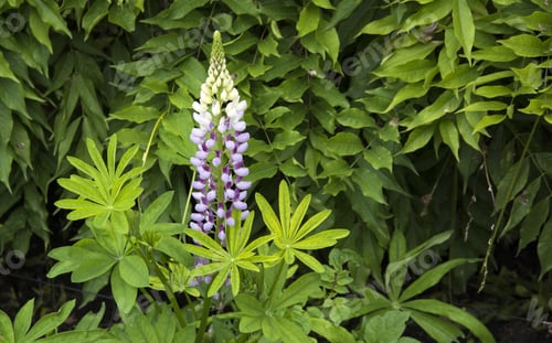Preview: Purple Flower