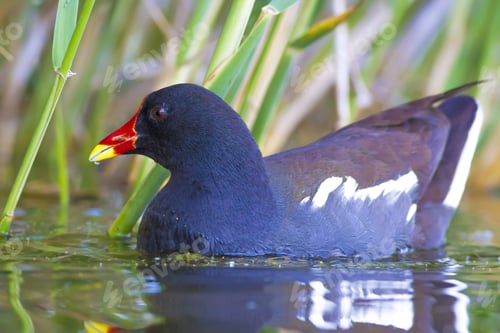 Preview: Nature And Bird. Cute Colorful Water Bird. Lake Habitat And Green Nature Background. Bird: Common