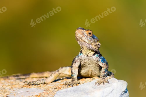 Preview: Colorful Lizard On Rock. Green Nature Background.