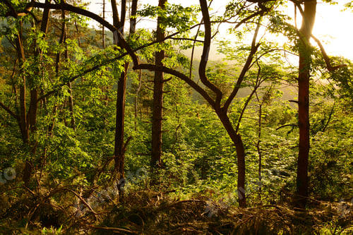 Preview: Sunlight Forest Thicket With Tree Silhouettes