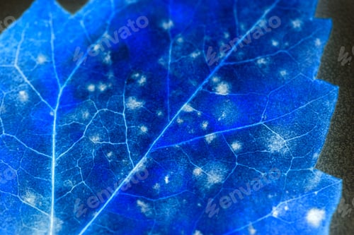 Preview: Texture With Rotten Leaves With Fibers