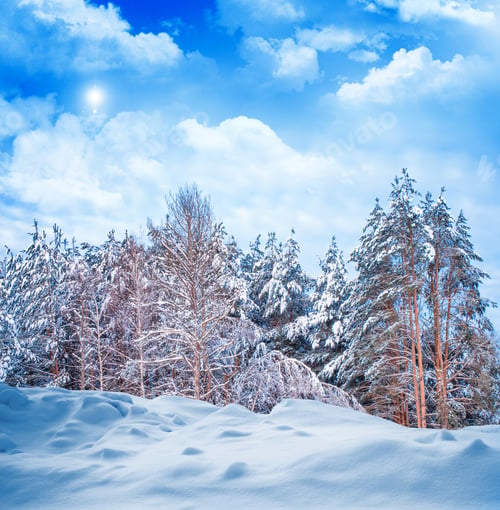 Preview: Frozen Winter Forest With Snow Covered Trees.