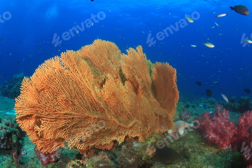 Preview: Coral Reef And Fish Underwater In Ocean