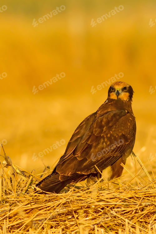 Preview: Bird Of Prey. Yellow Nature Background. Bird: Western Marsh Harrier.Circus Aeruginosus.