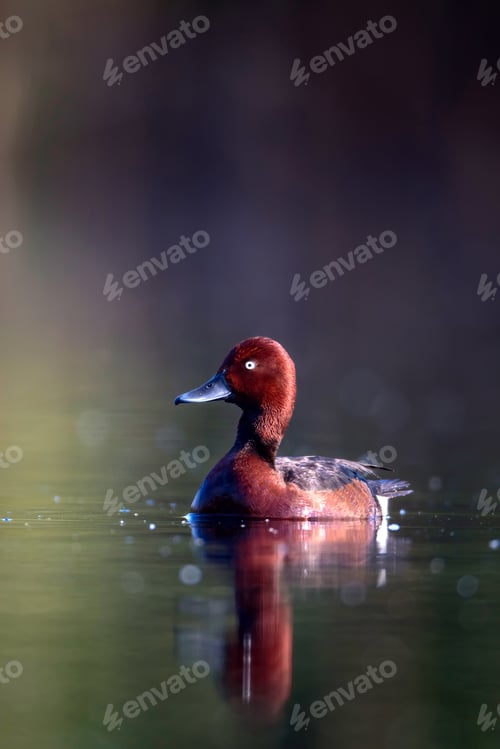 Preview: Swimming Duck. Natural Lake Habitat Background. Bird: Ferruginous Duck. Aythya Nyroca.