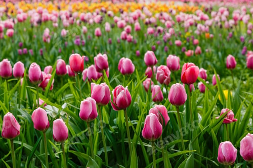 Preview: Spring Blooming Tulip Flowers Blossom Scene. Tulips In Spring Blooming Garden. Tulip Festival In