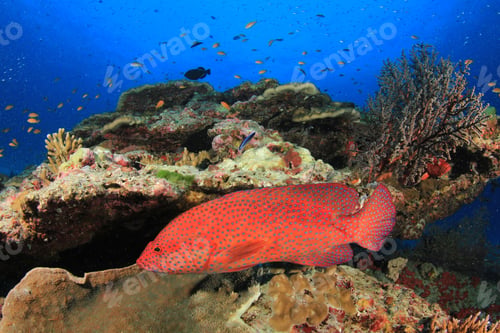 Preview: Coral Grouper. Fish On Underwater Reef