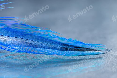 Preview: Colorful Rooster Feather With Details And Reflexions