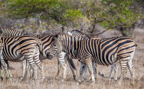Vintage Style Image Of A Group Of Zebras In The Hwange National Park, Zimbabwe
