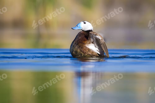 Preview: Swimming Duck. Colorful Lake Background. Bird: White Headed Duck. Oxyura Leucocephala.