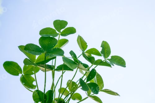 Preview: Green Clover Leaves On A Background Summer Landscape. St.Patrick 'S Day.
