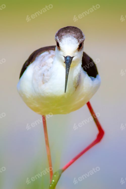 Preview: Cute Water Bird. Natural Background.