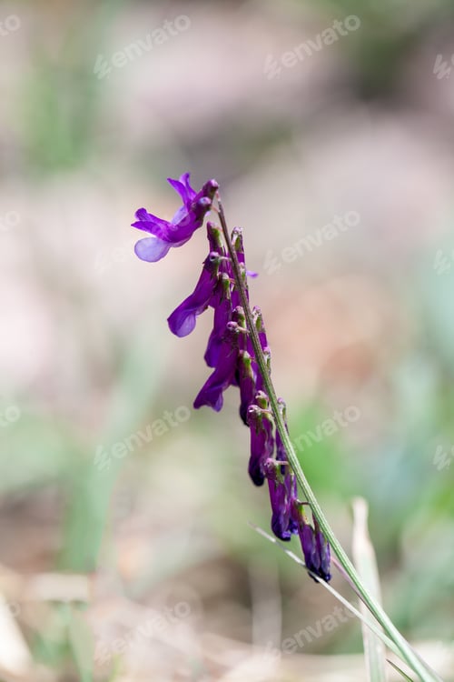 Preview: Mauve Wild Flowers With Natural Background