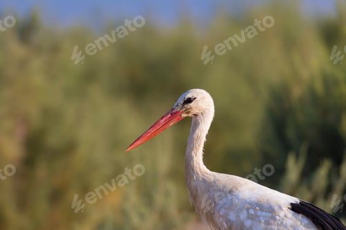 Preview: Stork. Nature Background. Bird: White Stork. Ciconia Ciconia.