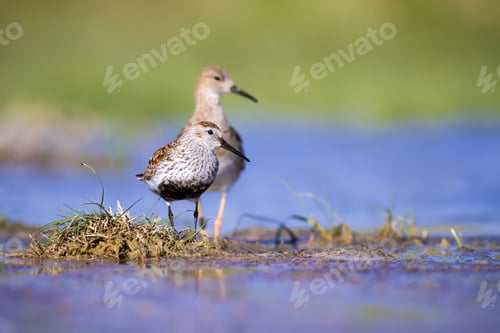 Preview: Water Birds. Colorful Nature Background. Bird: Dunlin Calidris Alpina.