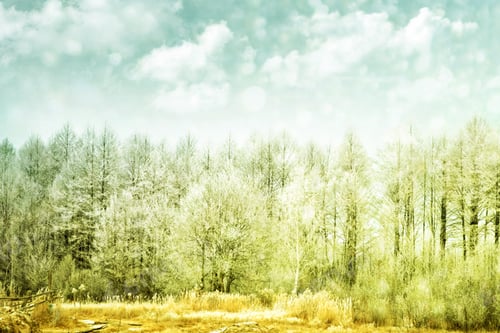 Preview: Blurred Christmas Background. Trees In The Snow. Winter Forest